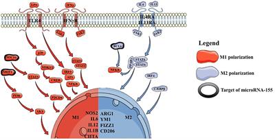 MicroRNA-155 Implication in M1 Polarization and the Impact in Inflammatory Diseases